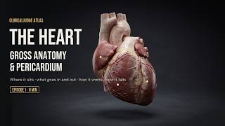 The Heart: Gross Anatomy & Pericardium | Chambers, Valves, Coronaries, Tamponade