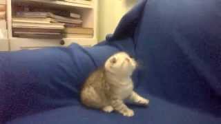Котик B*** vj Brut скоттиш фолд Котик B*** vj Brut скоттиш фолд