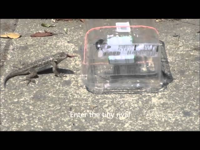 Baited lizard trap - FAIL 