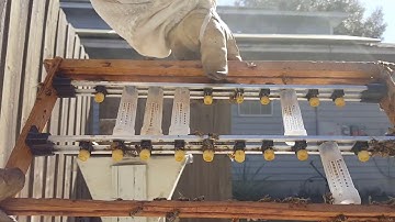 Checking  queen cells