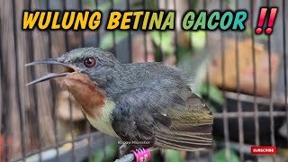 Download Lagu KOLIBRI WULUNG BETINA GACOR ‼️ MP3 Download Lagu KOLIBRI WULUNG BETINA GACOR ‼️ MP3