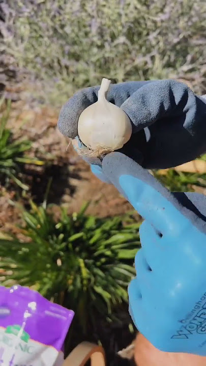 Want blooms in the spring? Now is the time to plant them so they pop up during the spring! #shorts