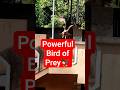 Powerful Bird#eagle #shorts#youtubeshorts