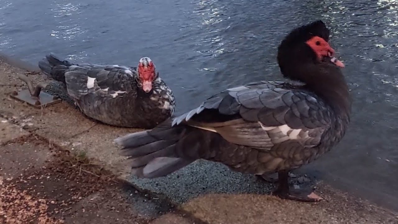 Muscoby Drake Blue muscovy drakes - YouTube