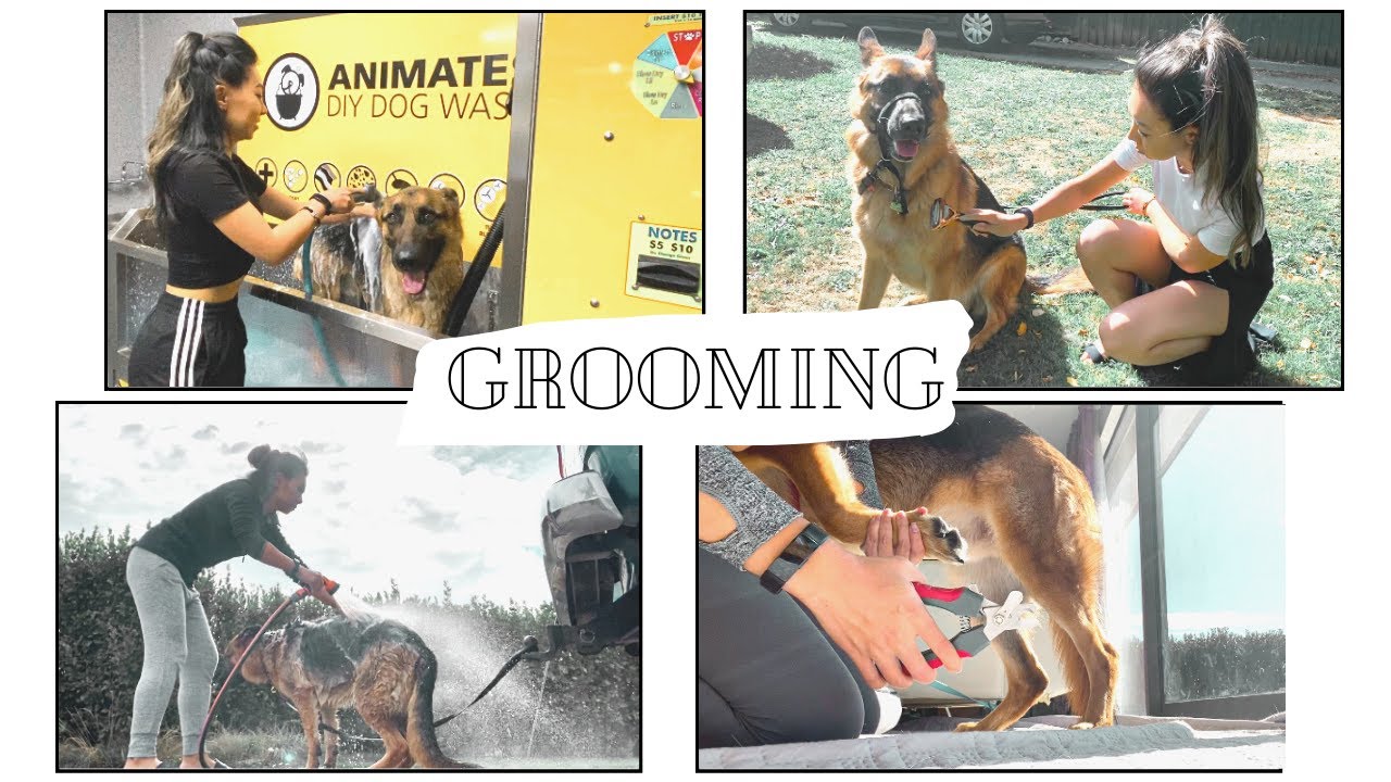 Grooming a German Shepherd YouTube