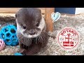 カワウソ コタロー　僕、おもちゃに遊ばれてませんか？　Kotaro the Otter Playing with Christmas Presents