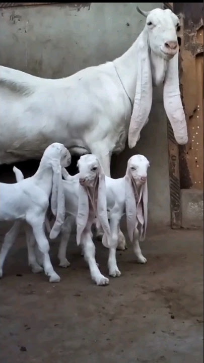 Gulabi Goat with 3 Kids 💙💙💙 #lalukhetbakramandi #gulabi #goat