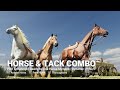 Horse  tack combo  realistic 3d horse models and motions for iclone