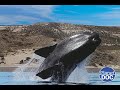 ¿Dónde viven las ballenas de la Patagonia Argentina? Detalles de su día a día (DOCUMENTAL COMPLETO)
