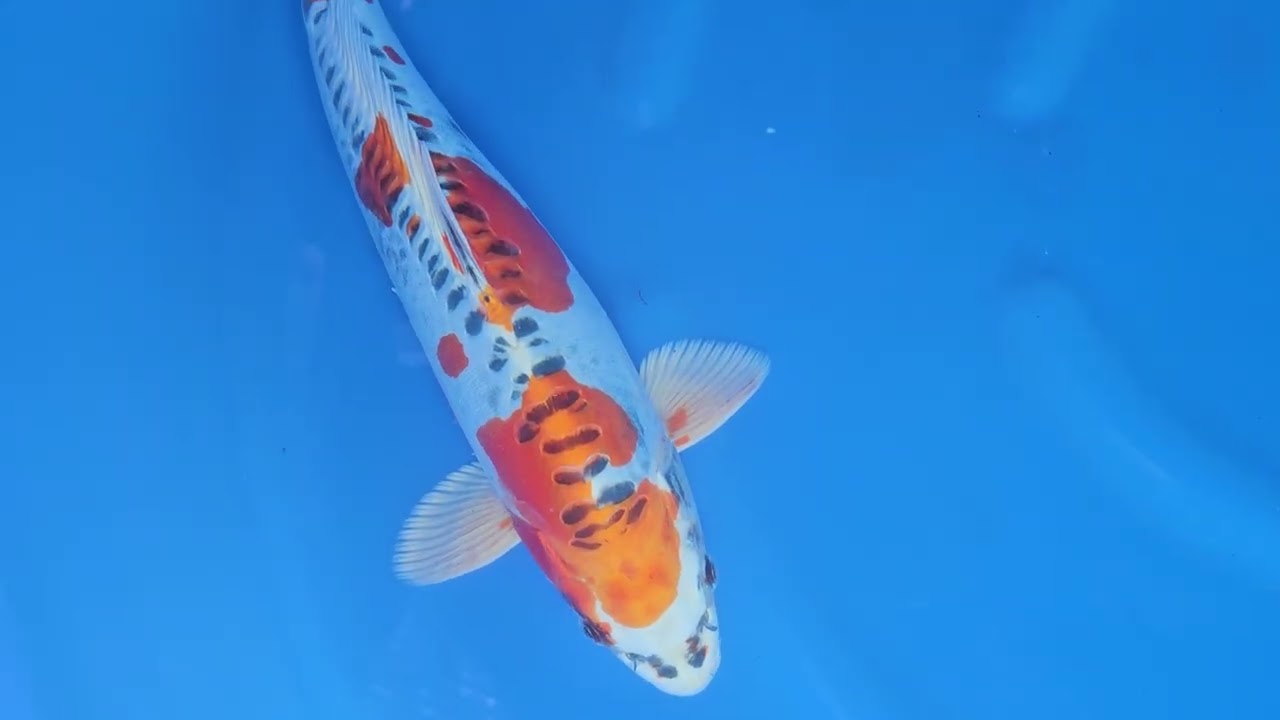 Beni Kikokuryu - koi #x1104n006 - Ozumi Ikarashi Koi Farm