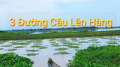 Câu cá lóc 03 Đường Câu Lên Hàng khủng quá phê | Cha Già Vlogs