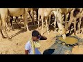 بادية الرزيقات غرب السودان 