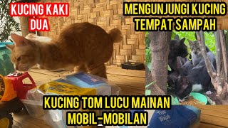 Kucing Tom Lucu Banget Ngajak Mainan Mobil-Mobilan
