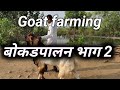 goat farming / बोकडपालन। भाग 2