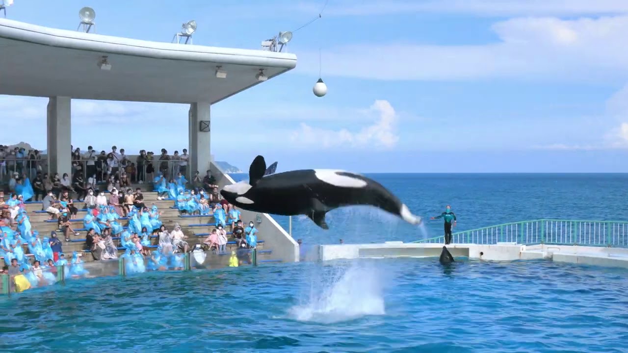 ◆鴨川シーワールド　シャチパフォーマンス（2020．08．31）15：00~ ◆【4K60P】（宿泊特典）