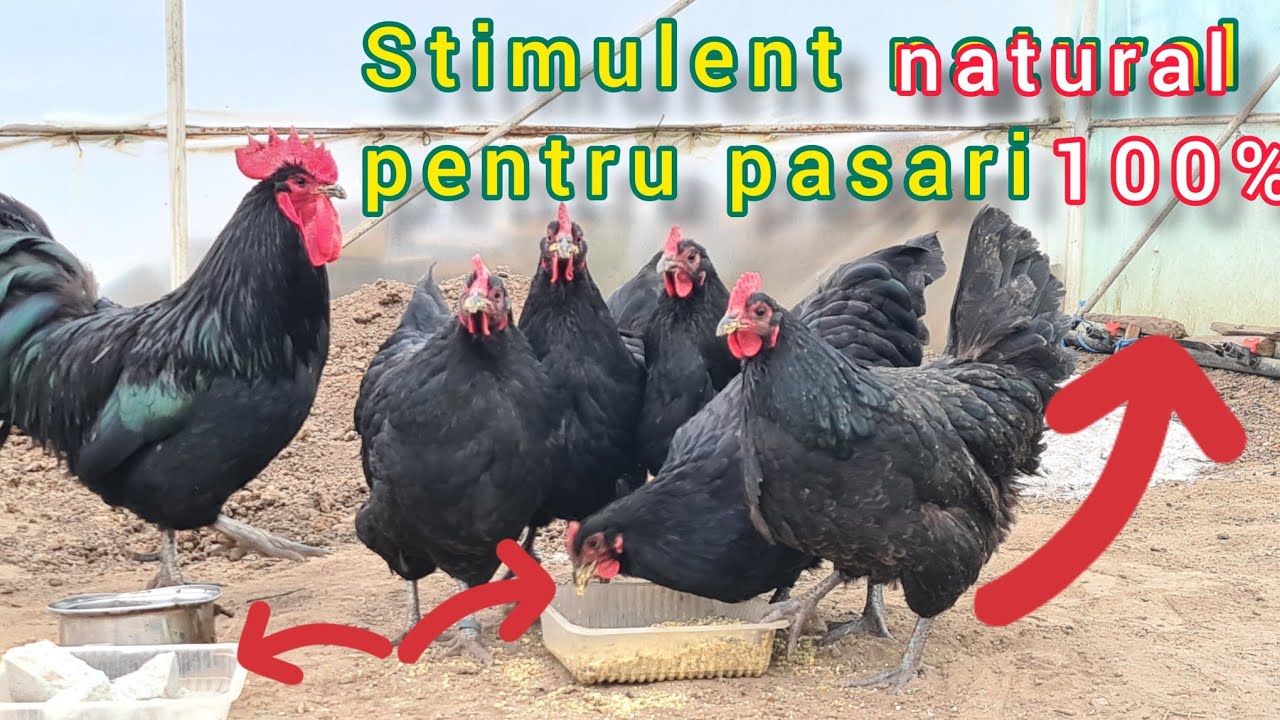 Supliment alimentar la gaini ajuta pasarile sa renunte la ciugulit oua sau pene