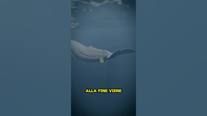 Il segreto prezioso del capodoglio! 🐋 (credits: @zackdfilms)  #animals #curiosità #animali