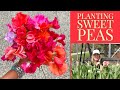 Planting sweet peas | But there's a problem | The Impatient Gardener