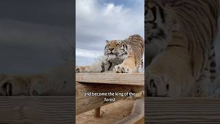 Brave Growththe Little Tigers Journey Of Transformation