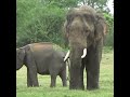 Beautiful tusk elephant | 美しい牙を持つ象 | الفيل ذو الناب الجميل | Tuskers | Animals | Wildlife #shorts