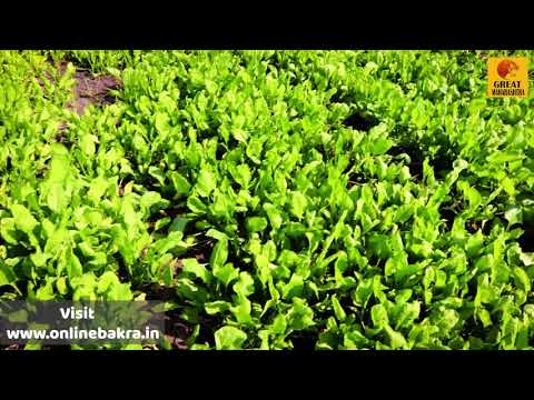 शेतकऱ्यांना श्रीमंत बनवणारी पालक लागवड ! Palak Lagwad : How to plant spinach | पालेभाज्या पिक माहिती