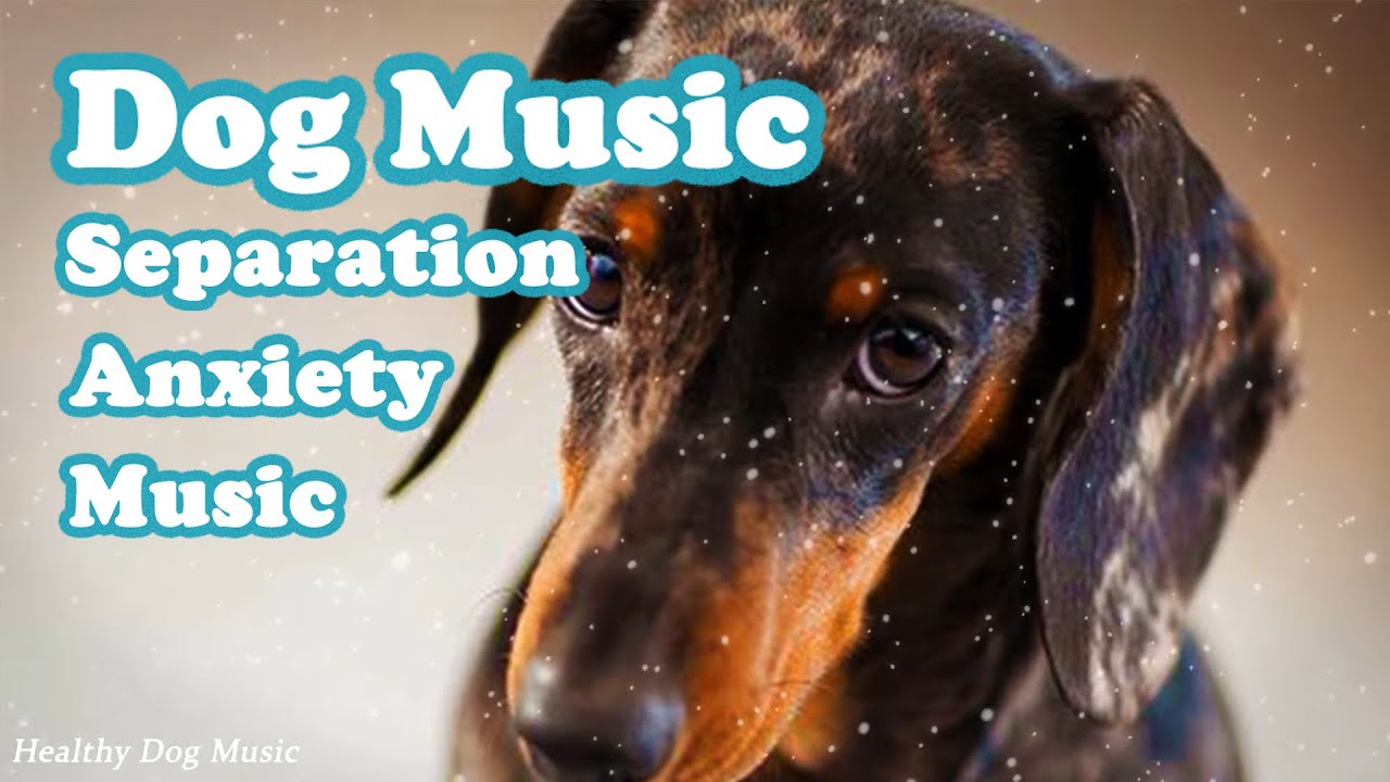 Good music for dog owners to play, Music for dogs with separation