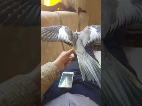 كوكتيل مشاكس يفرد جناحيه كروان   