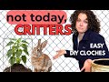 Stop CRITTERS & Protect Plants!! DIY Garden Cloches That Actually Work