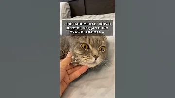 Как гладить кота правильно?