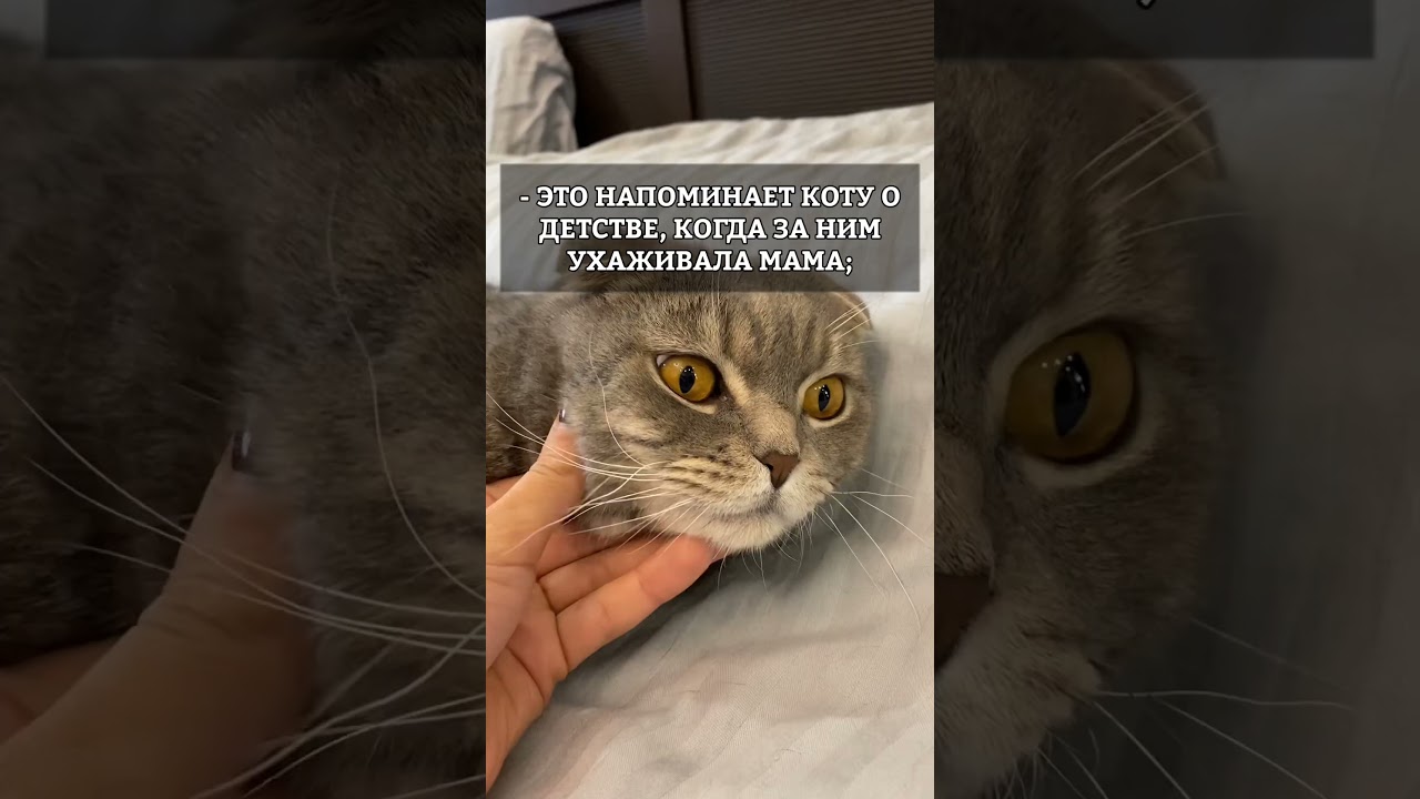 Как гладить кота правильно?