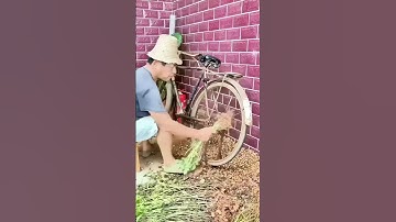Picking peanuts on a bicycle - a good way to increase productivity