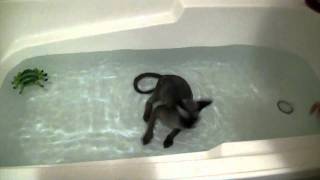 Devon Rex Kitten splashing in bath by FuzzyBeastStudio 3,877 views 12 years ago 57 seconds