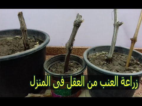فيديو: كيف ينمو العنب من قصاصات في المنزل؟