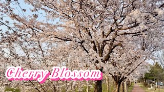 រដូវផ្ការីកនៅប្រទេសកូរ៉េ🌸Cherry Blossom In Siheung, Spring South Korea🇰🇷