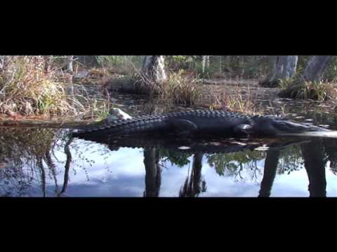 Cypress Gardens Moncks Corner South Carolina Youtube