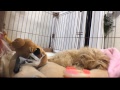 【Live Camera】Today's Colo ～HOME ALONE the 50th day～【Maltipoo】今日のコロ  ～お留守番50日目～