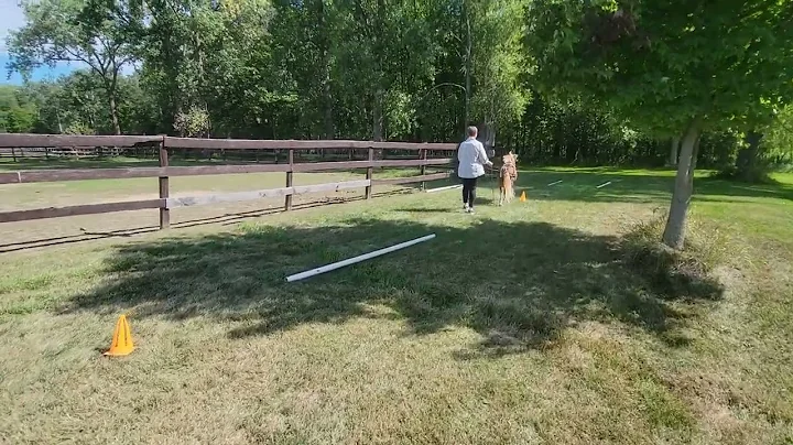 Tyke / Kat - driving obstacles