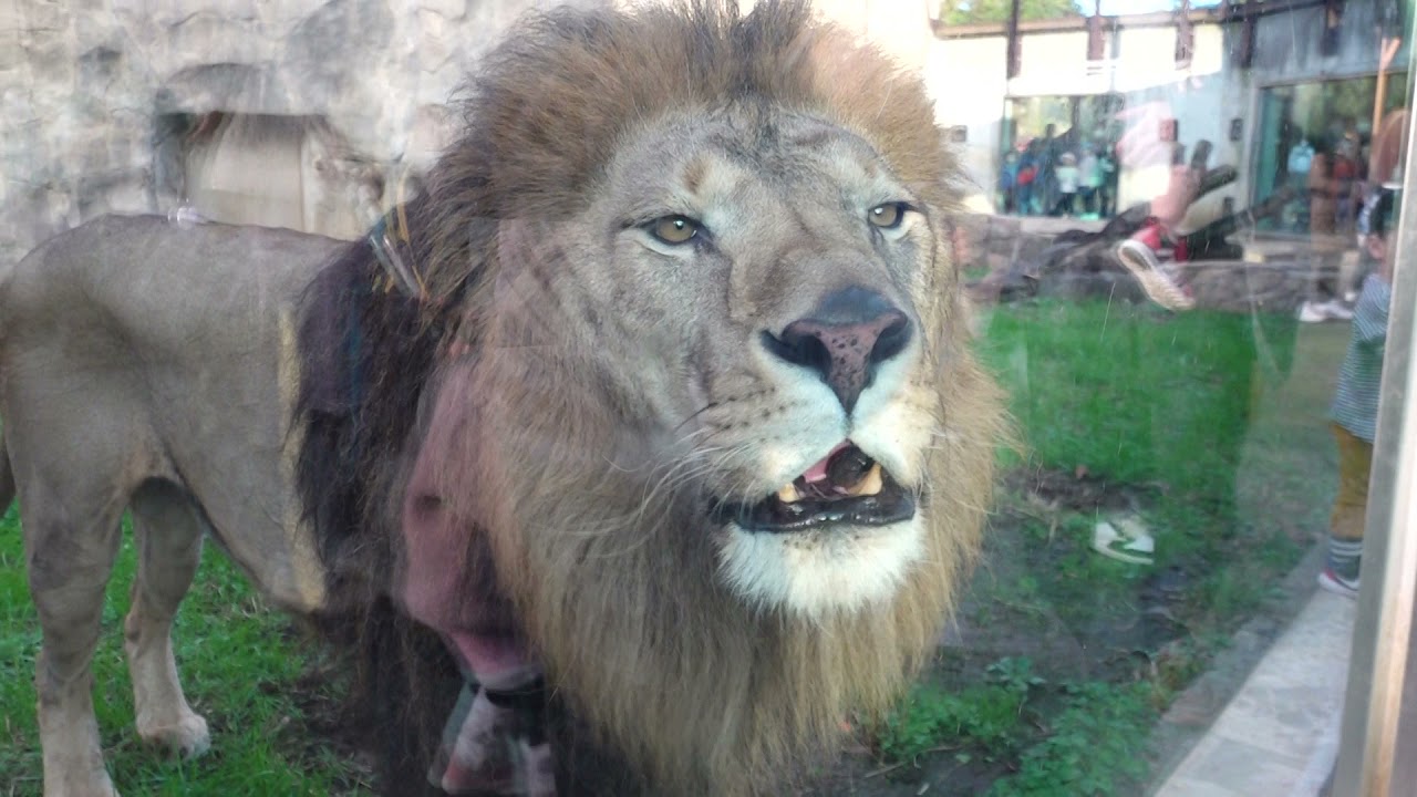 うまそうだ じゃなくてニンゲン観察中 アフリカライオンのアレンくん 千葉市動物公園にて 21年11月23日 Youtube