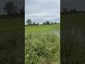 One day closer! #moistsoilmanagement #habitat #ducks #teamoutdoors www.habitatflats.com