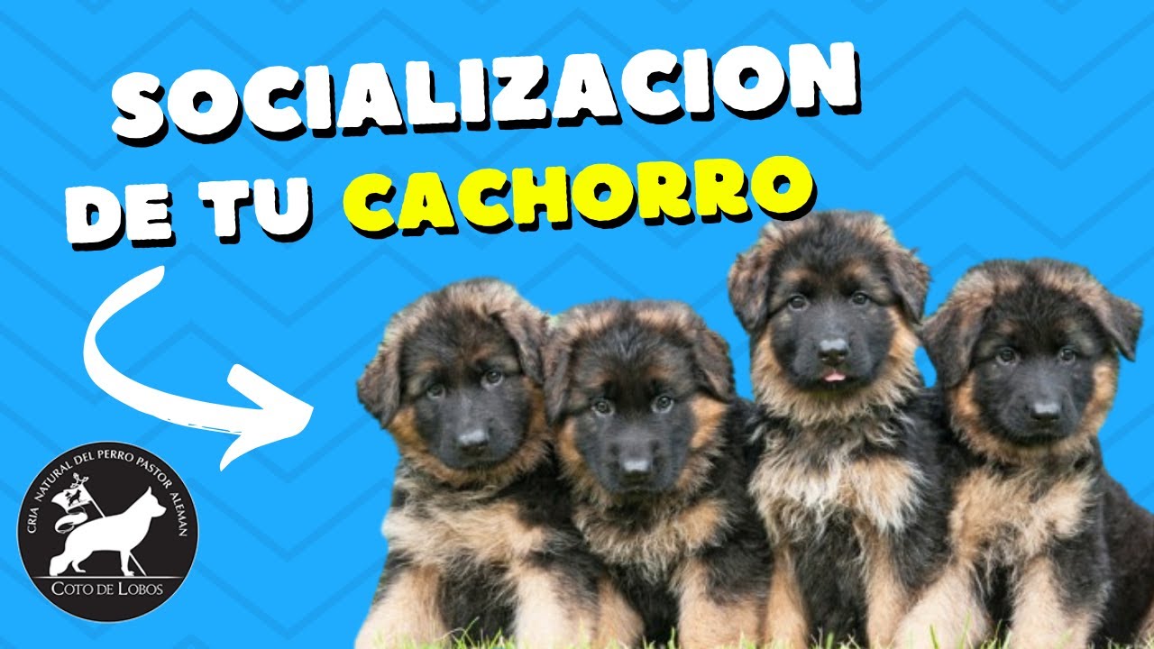Cachorros Pastor Alemán - Socialización de cachorros en Coto de Lobos