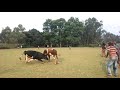 bullfighting kakamega county