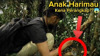 Anak Harimau Masuk Perangkap 😱❓❓ Mencari Buah Hutan.