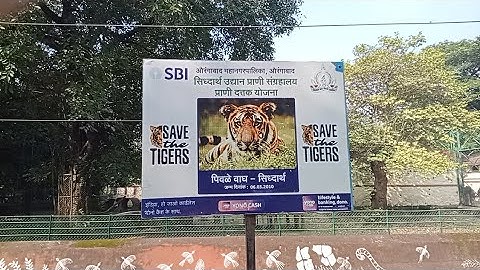 TIGER vs LION - The ULTIMATE Showdown