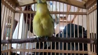 Anakan burung sipu belajar bunyi