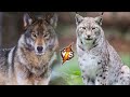 Wolf VS Lynx. Which of the Predators is Stronger?
