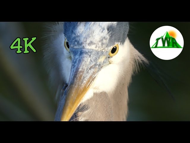 The Great Blue Heron: Everything You Need To Know! class=