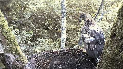 vlc record 2013 08 03 07h54m22s rtsp   193 40 133 138 live kurg