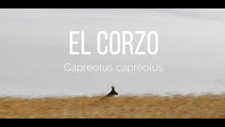 EL CORZO IBÉRICO (Capreolus capreolus) por Álvaro C. | FOTOTRAMPEO 16