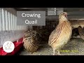 Crowing quail