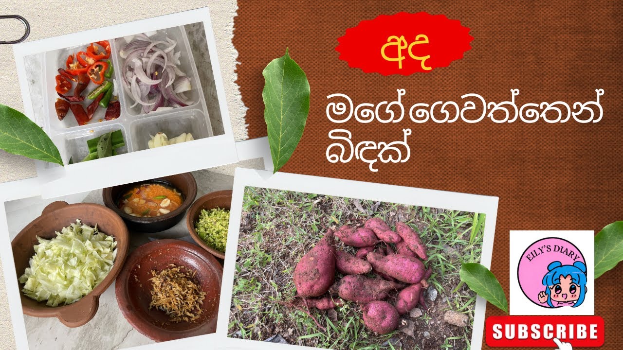 එළවලු වලට වියදමක් නැති මගේ ගෙවත්ත